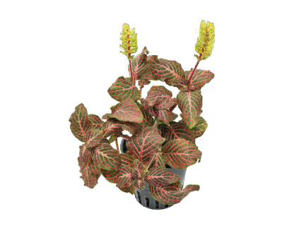 فيتونيا حمراء