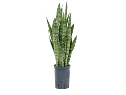 Sansevieria Green