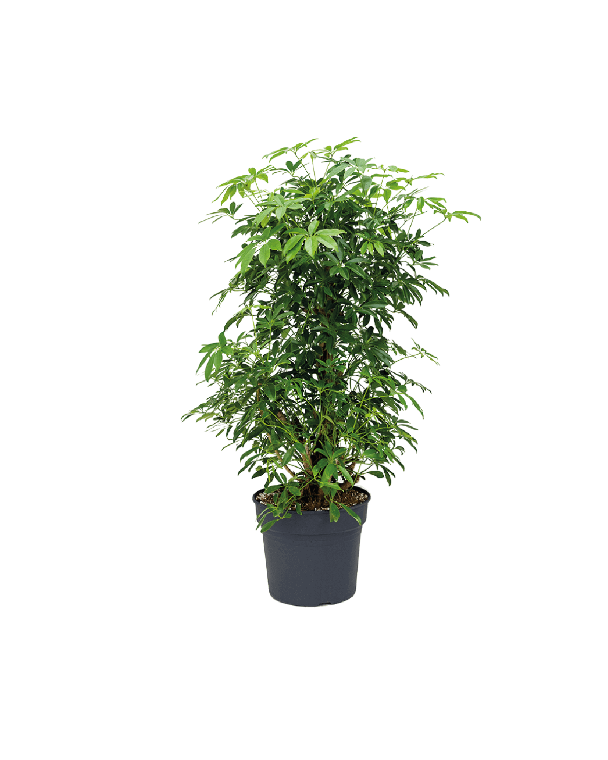 schefflera-arboricola-08